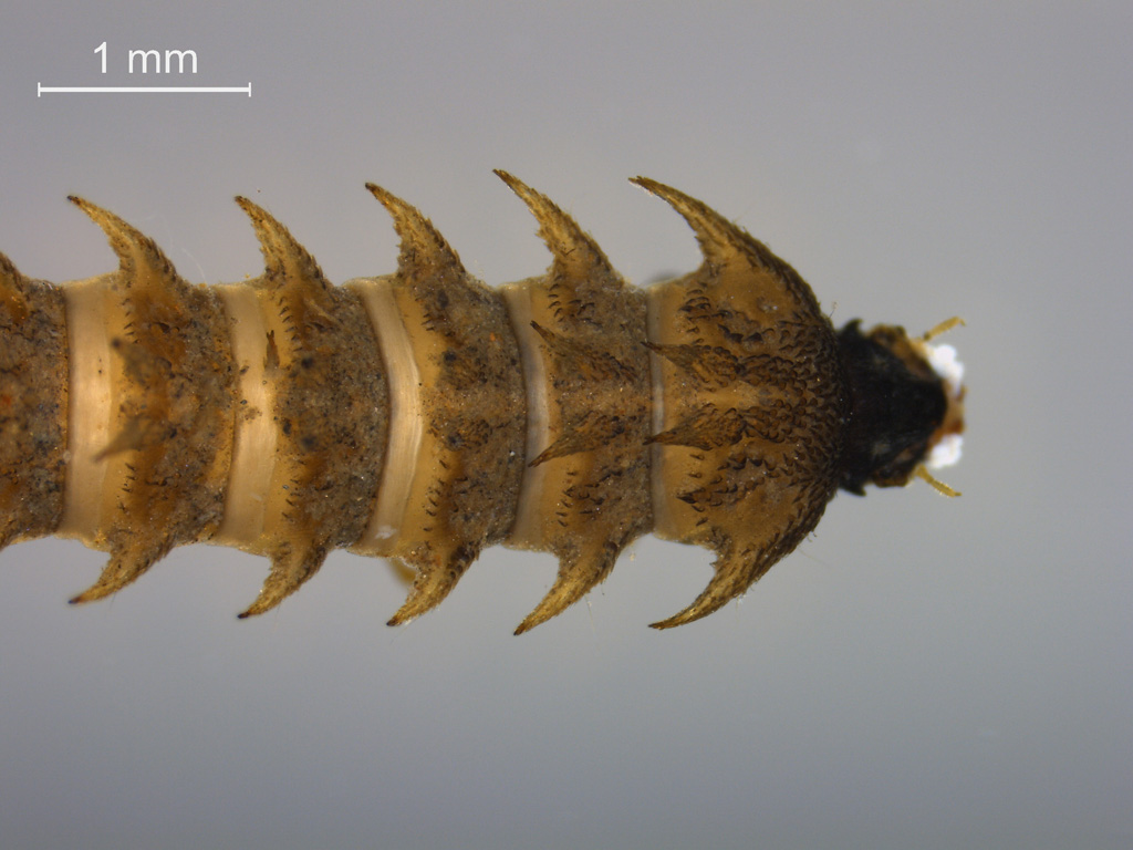 Haliplus fulvus ?